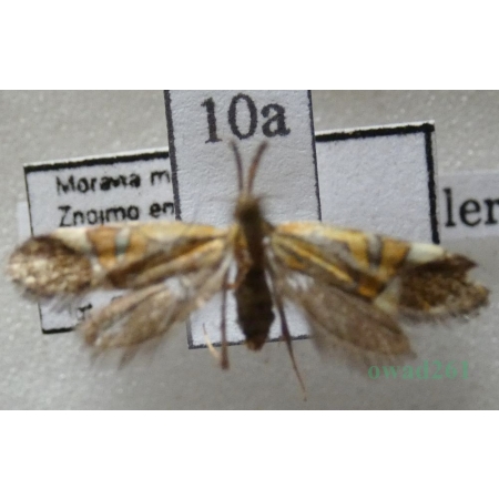 Alabonia staintoniella (Zeller, 1850) Czech10a